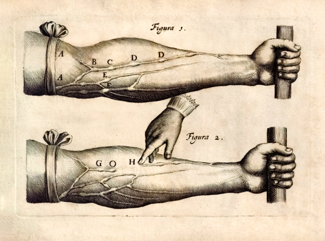 De Motu Cordi，由威廉·哈维（William Harvey，1578-1657 年）于 1628 年首次出版，在 Animalibus