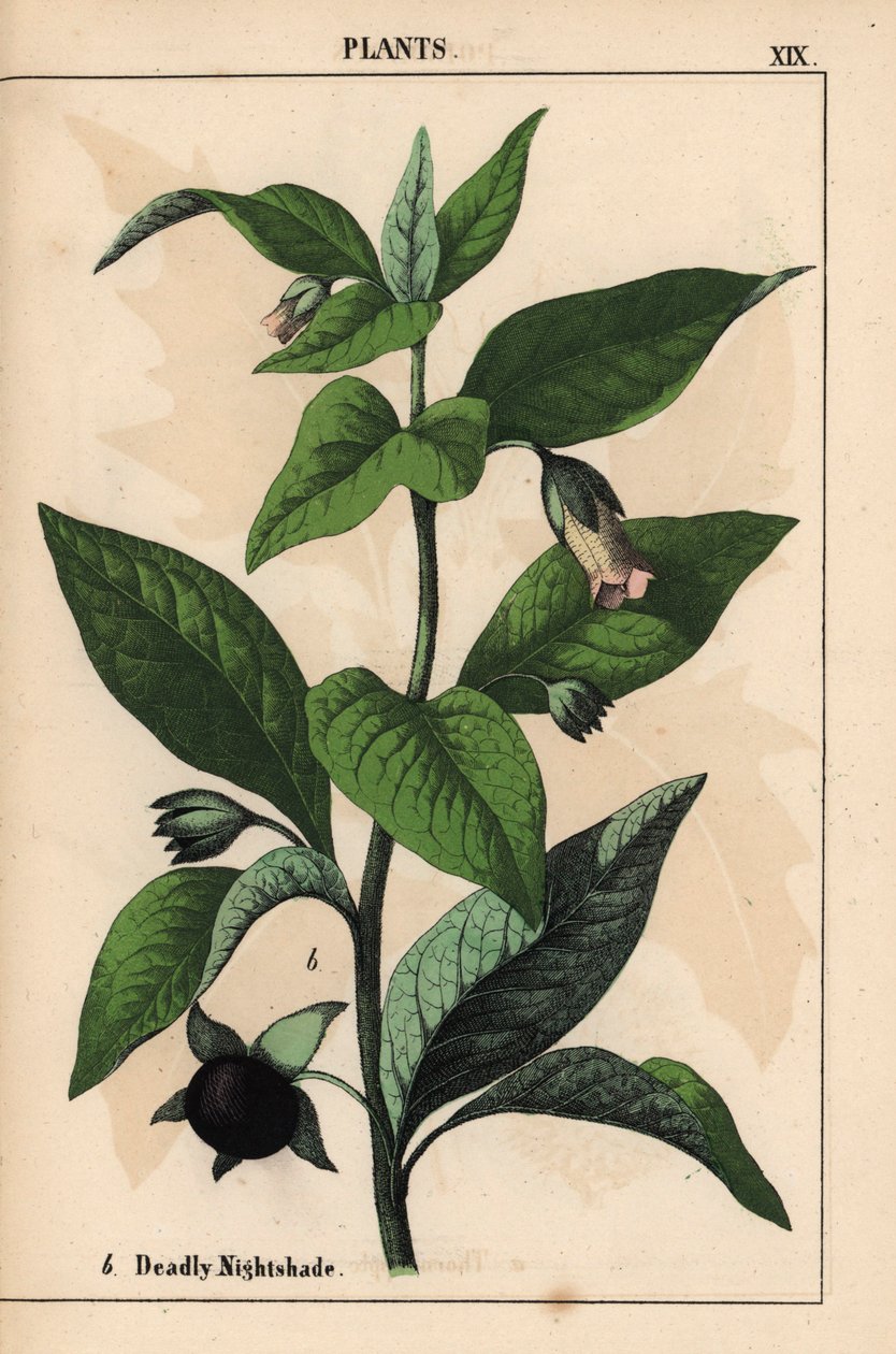 致命的茄科植物，选自《教学图画书，或蔬菜世界的课程》，[夏洛特-玛丽-永格]，爱丁堡 作者 英语学校