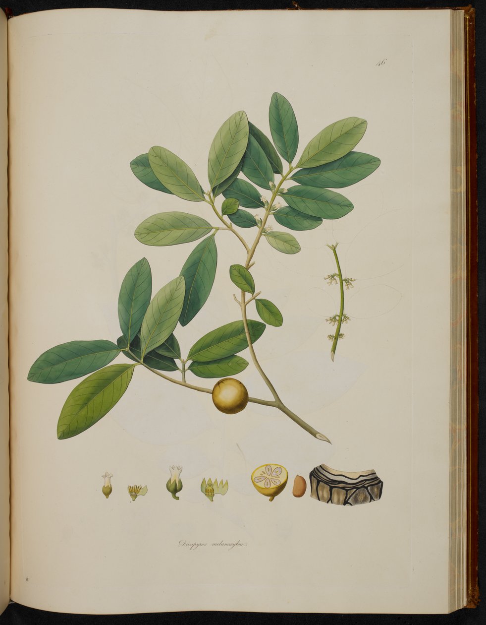 Diospyros melanoxylon，选自《科罗曼德海岸的植物 作者 英语学校