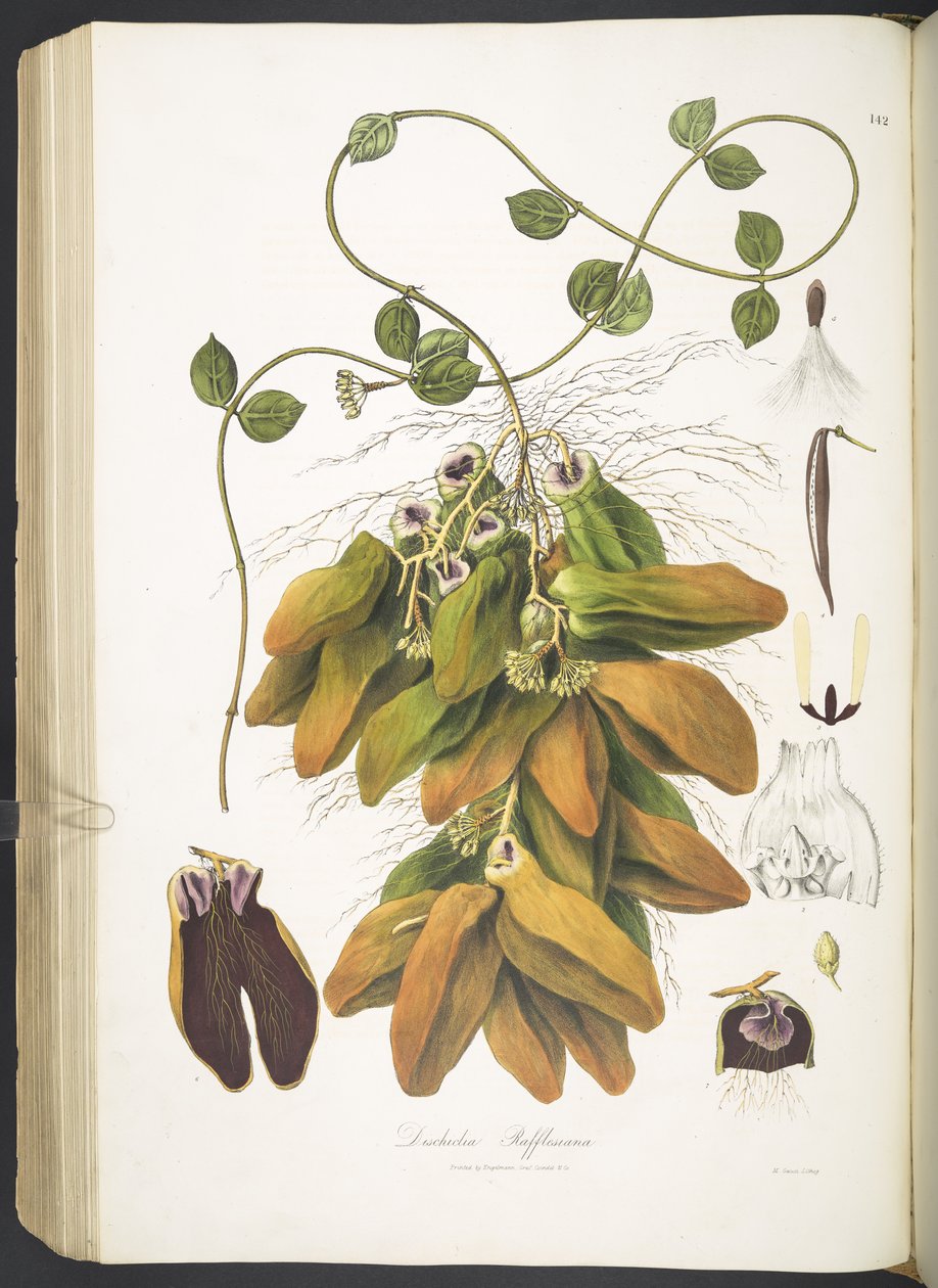 Dischidia Rafflesiana，选自 "Plantæ Asiaticæ Rariores; or, descriptions and figures of a select number of unpublished East Indian plants.L.P. "的图版 142。L.P.