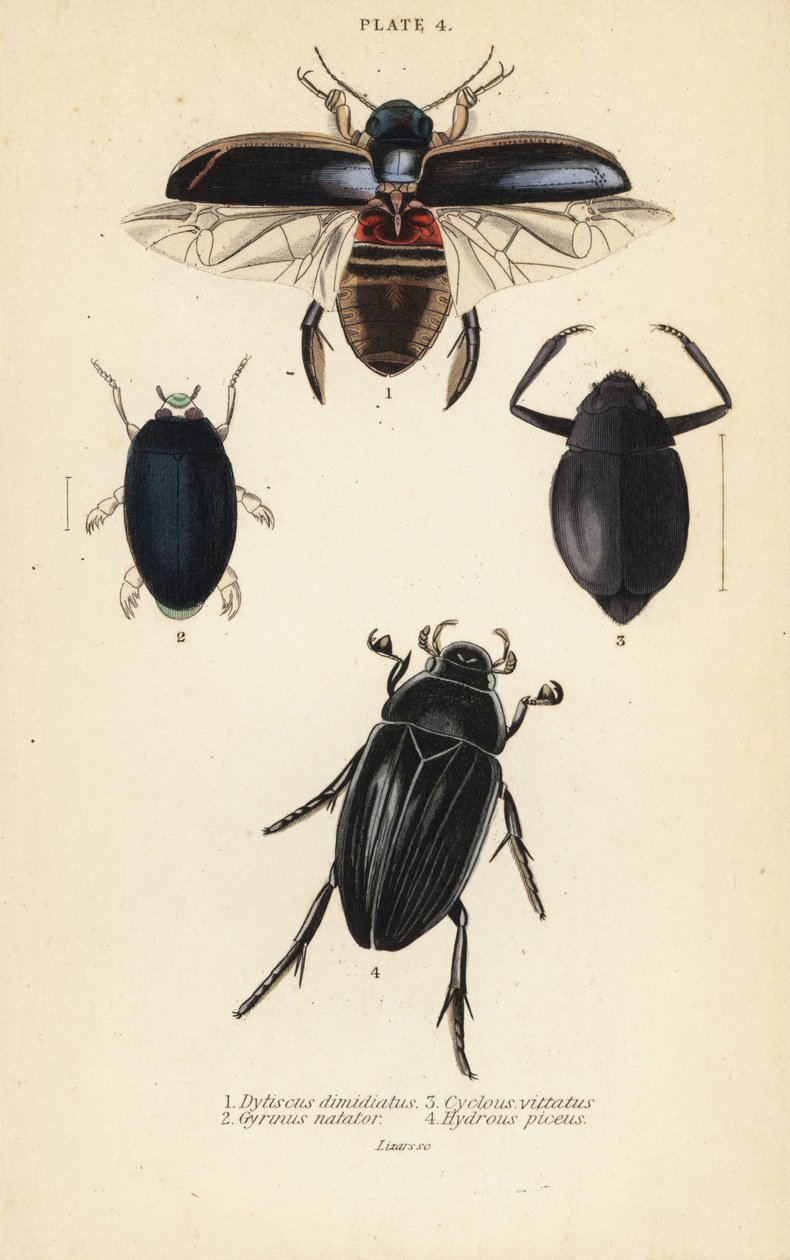 潜水甲虫，Dytiscus dimidiatus 1，普通旋风甲虫，Gyrinus natator 2，Cyclous vittatus 3，和大银水甲虫，Hydrophilus piceus 4 作者 英语学校
