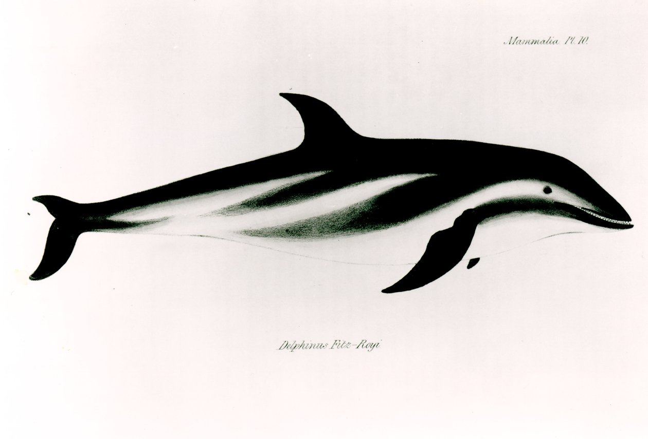 海豚，来自&39;HMS Beagle航行的动物学，1832-36，&39;，作者Charles Darwin（1809-92） 作者 英语学校