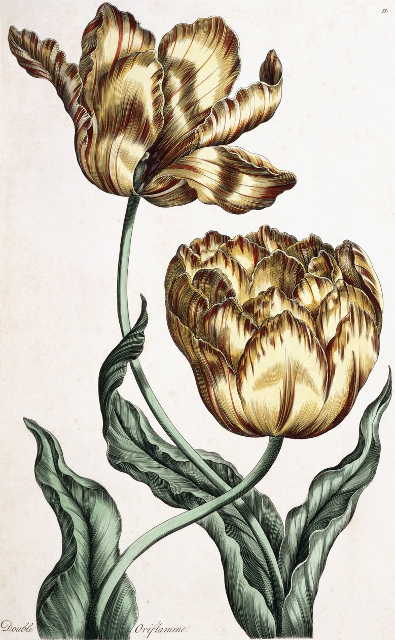 双重Oriflamme，1759年 作者 英语学校
