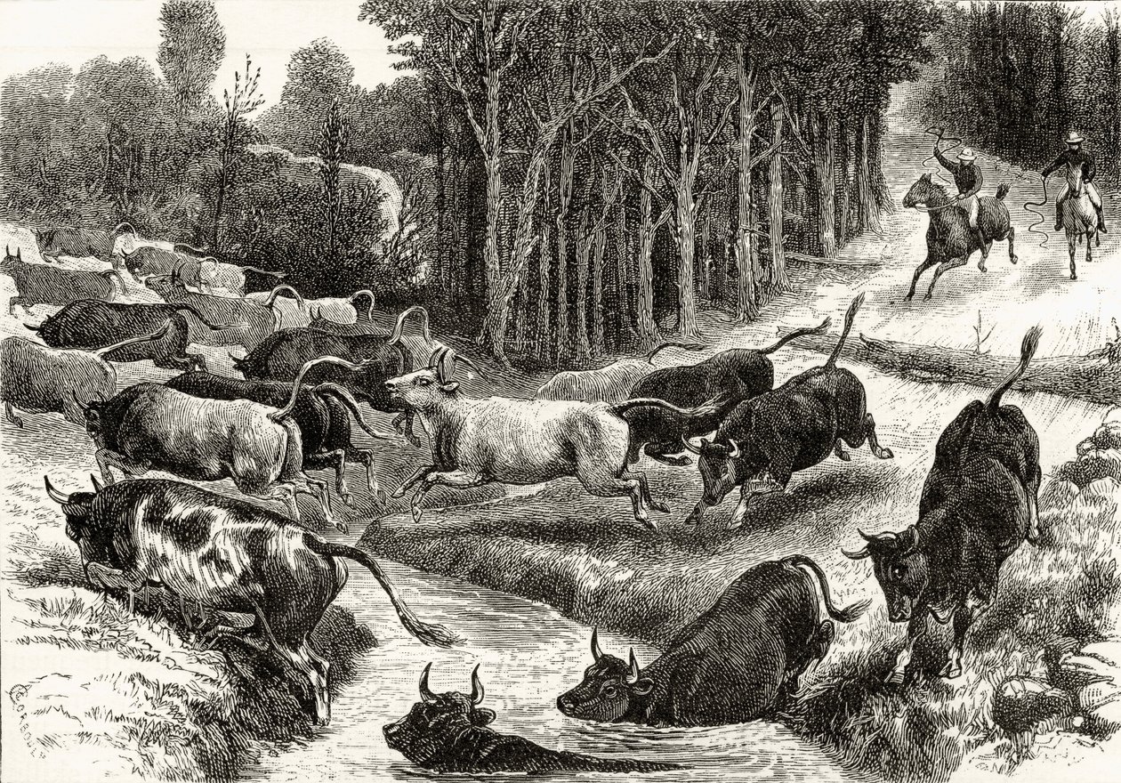 澳大利亚驾驶牛，1880年，来自霍华德威洛比的“澳大利亚图片”，1886年伦敦宗教学会出版 作者 英语学校