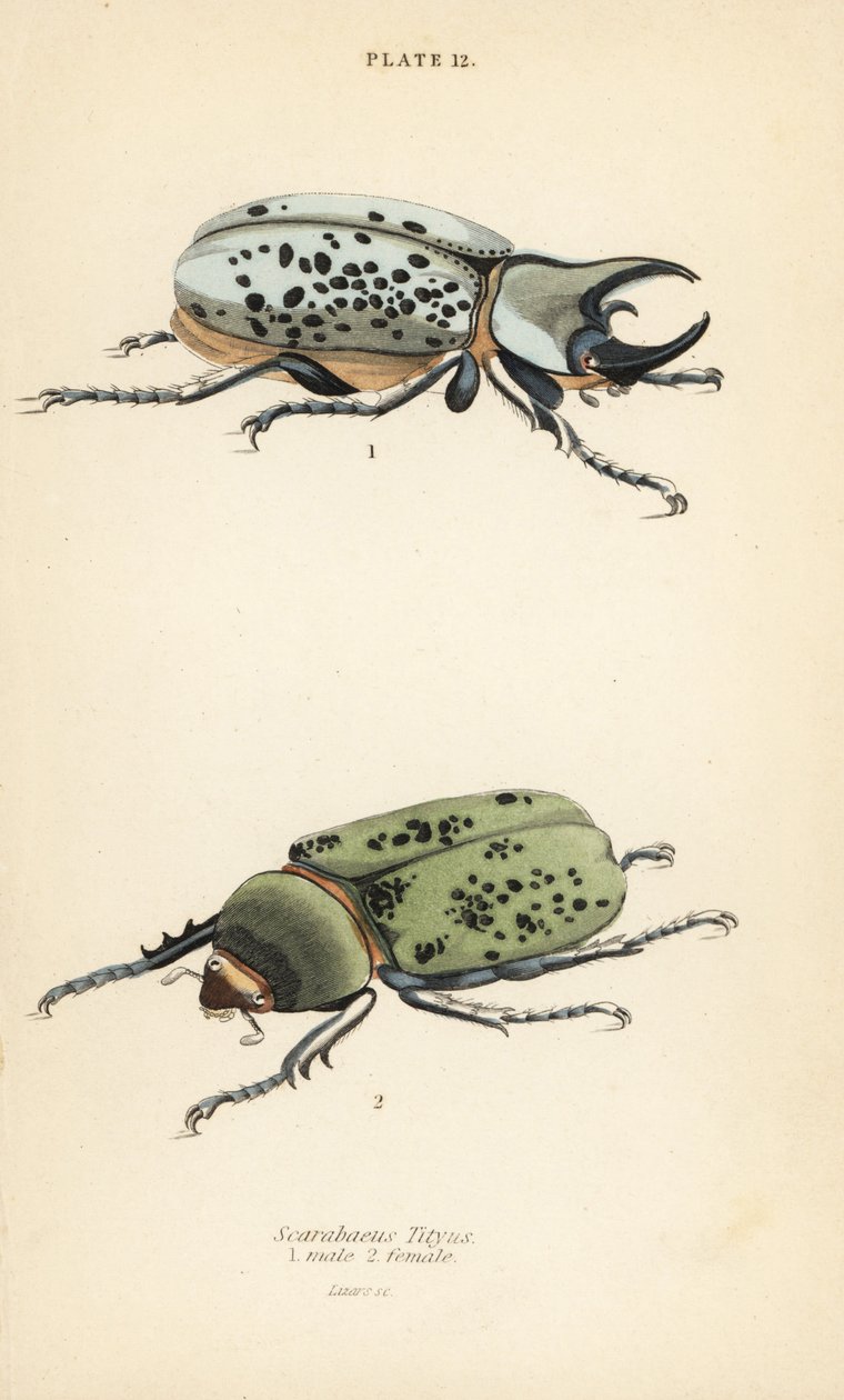 东部大力士甲虫，Dynastes tityus，雄性1，雌性2 作者 英语学校