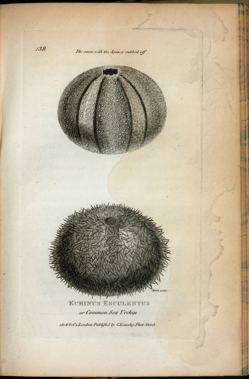 Echinus Esculentus or Common Sea Urchin; The same with the Spines rubbed off, from 