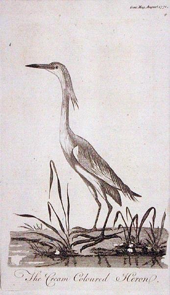 白鹭，来自《绅士杂志》，1771年8月出版（雕刻）。 作者 英语学校