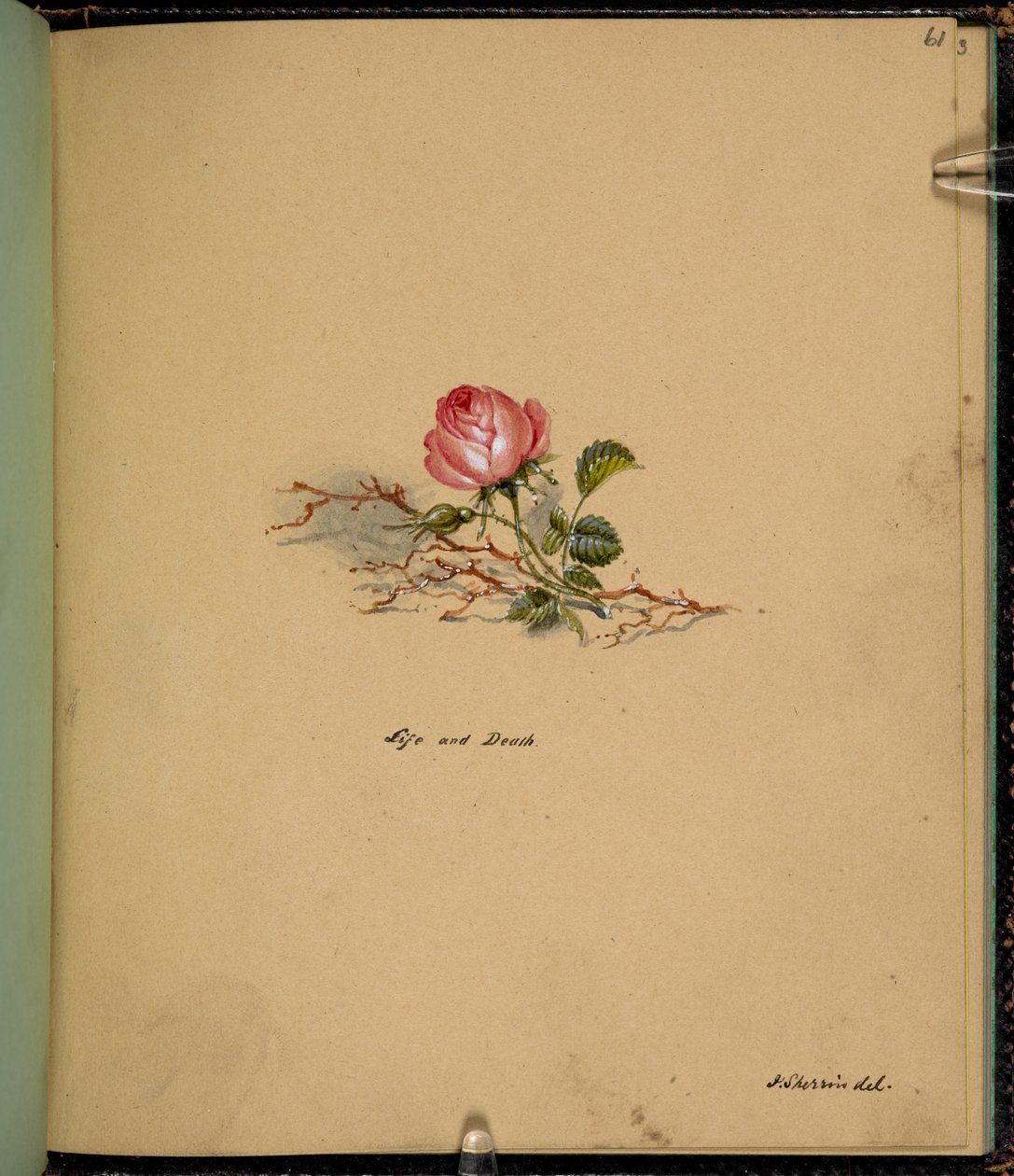 F.61：一朵玫瑰，生与死，选自 "查尔斯-狄更斯故事场景素描本"（纸上铅笔和水彩画） 作者 英语学校