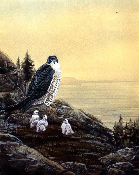 猎鹰和它的小鸡，约1890年（纸上水彩）。 作者 英语学校