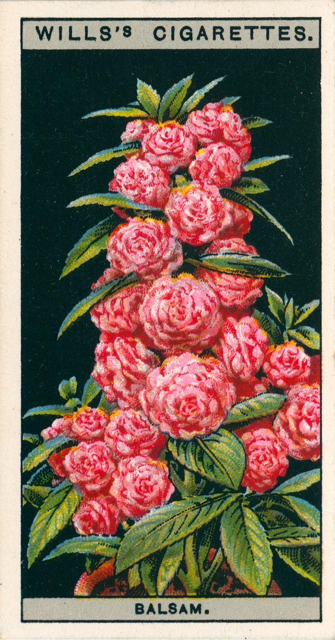 盆栽花卉山茶花-花香脂（chromolitho） 作者 英语学校