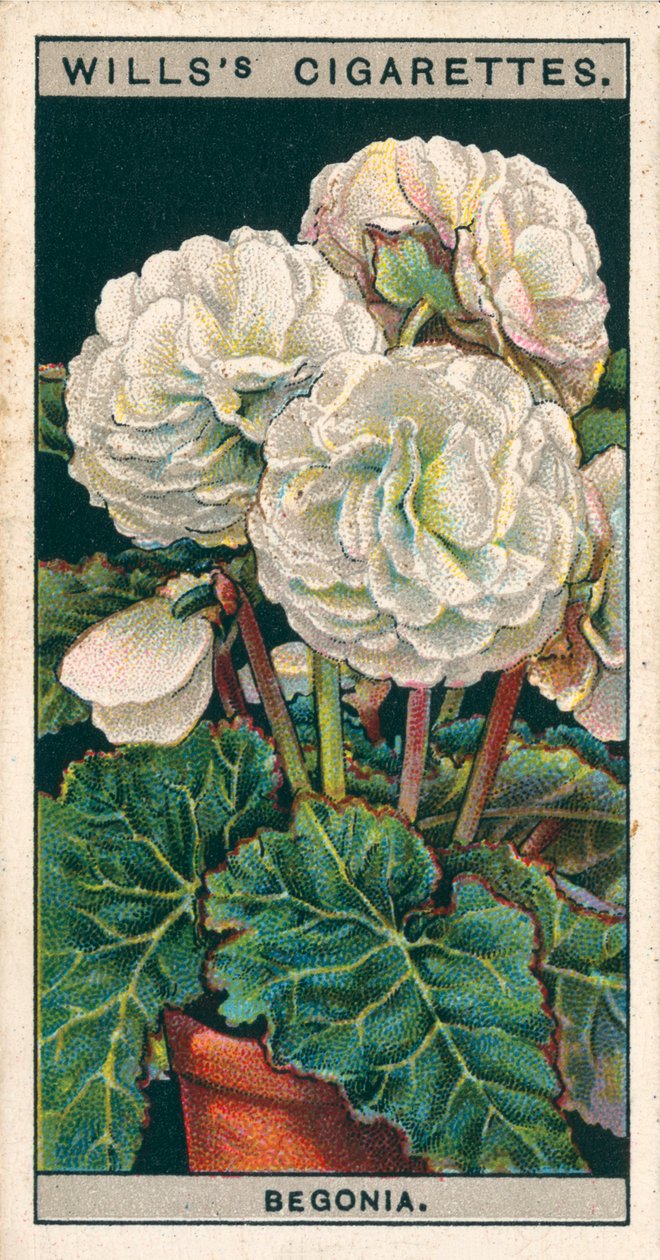 盆栽花卉双筒根秋海棠 (chromolitho) 作者 英语学校