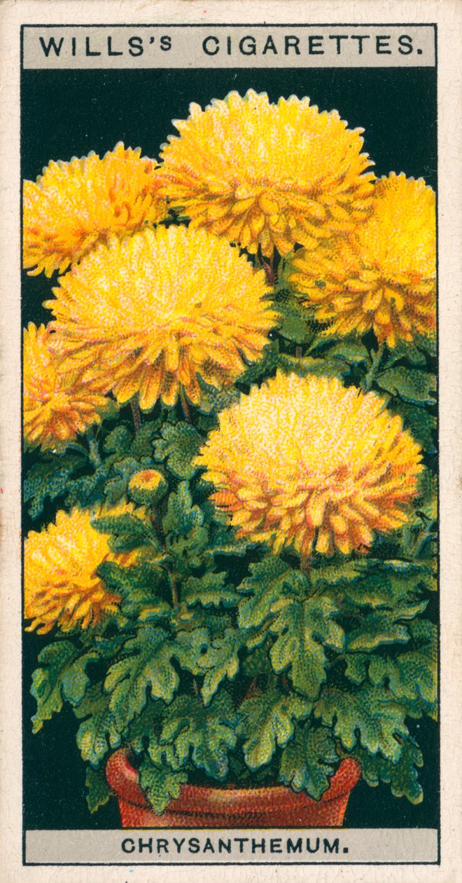 盆栽花卉矮小菊花 (chromolitho) 作者 英语学校