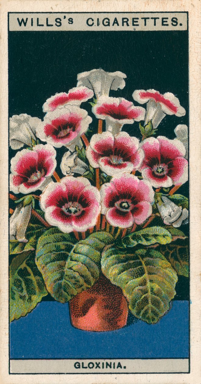 盆栽花卉鹅掌楸（chromolitho） 作者 英语学校