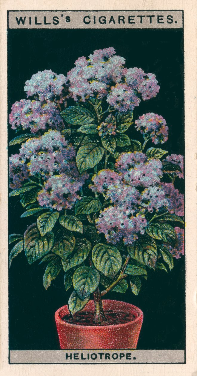 盆栽花卉绣线菊或樱桃派（chromolitho） 作者 英语学校