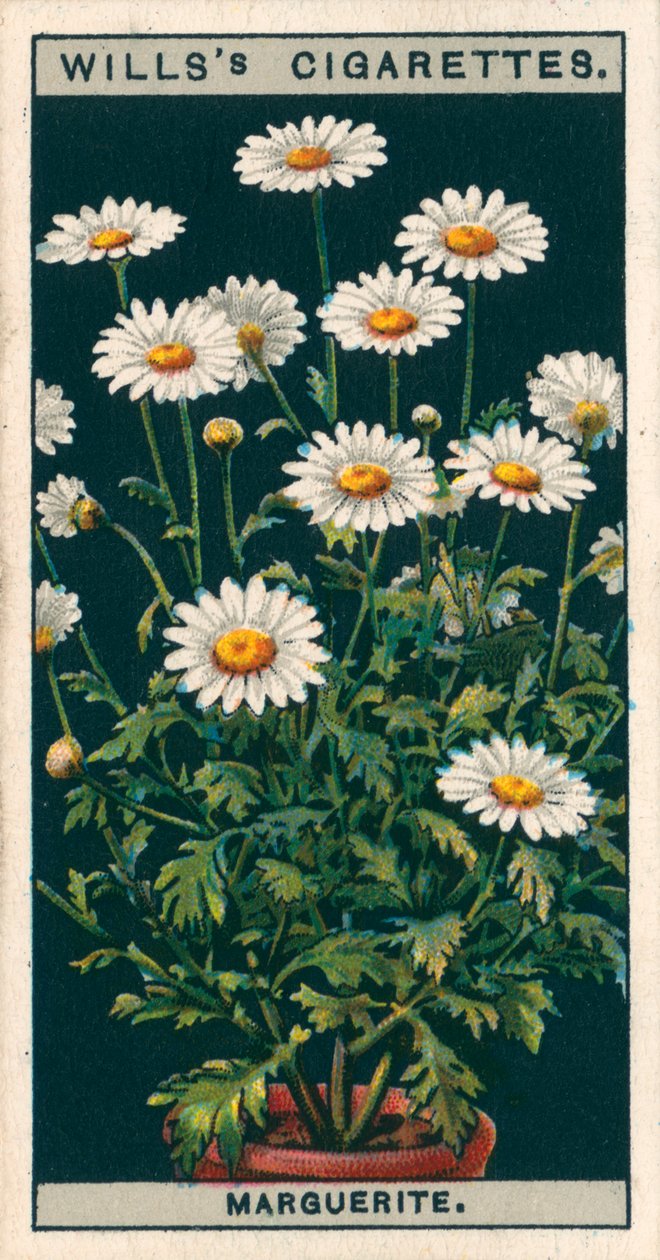 盆栽花卉玛格丽特 (chromolitho) 作者 英语学校