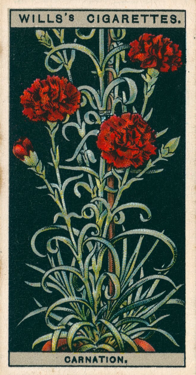 盆栽花卉永生花康乃馨 (chromolitho) 作者 英语学校