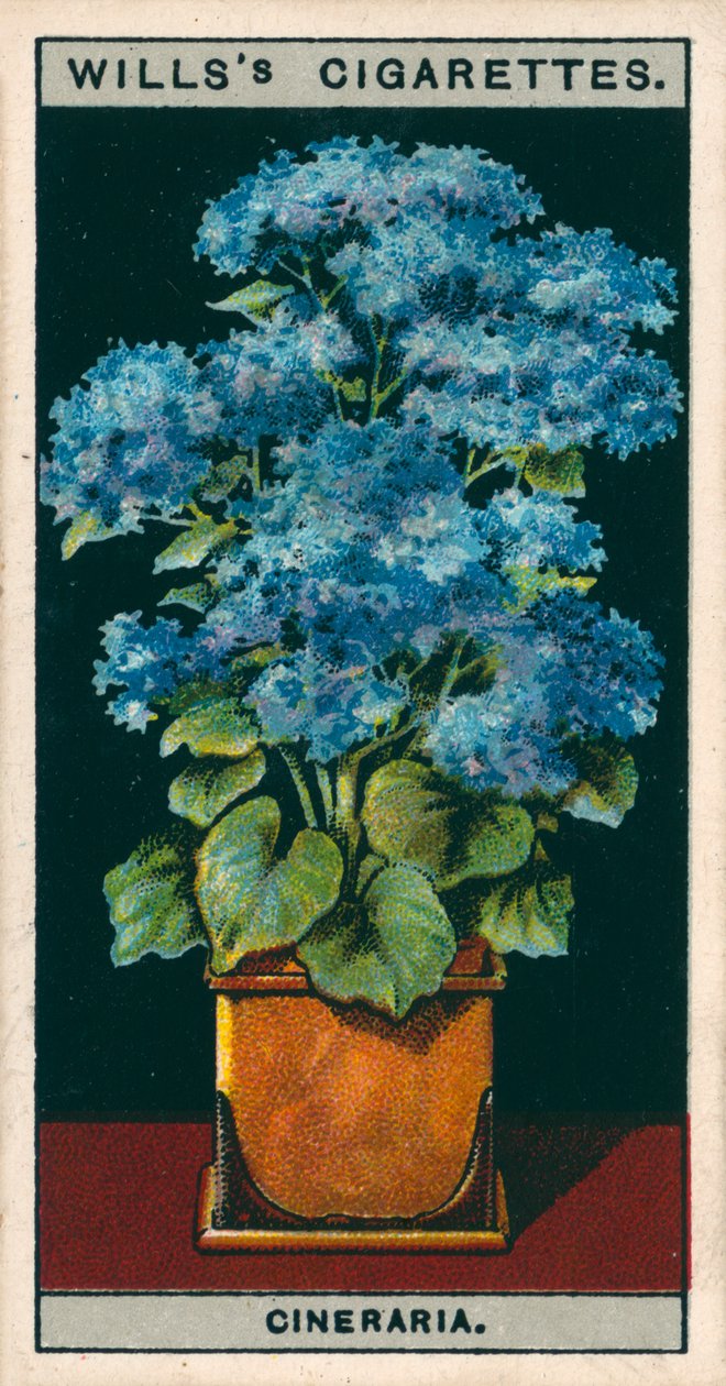 盆栽花卉星光菊（chromolitho） 作者 英语学校