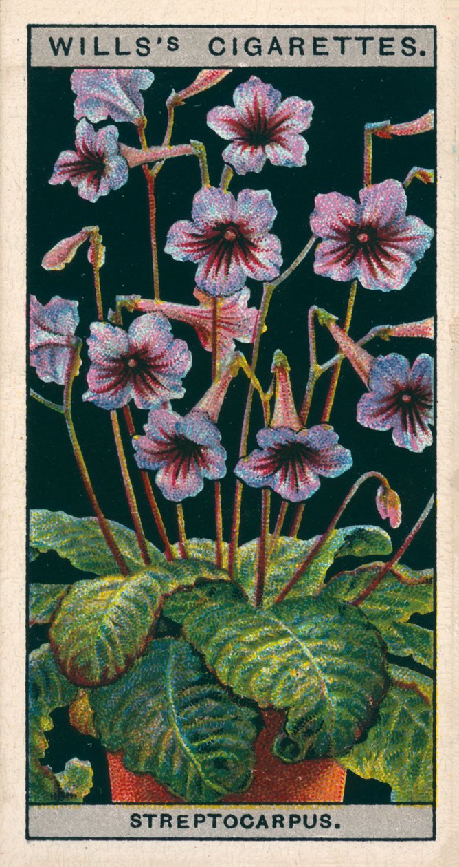盆栽花卉报春花（chromolitho） 作者 英语学校