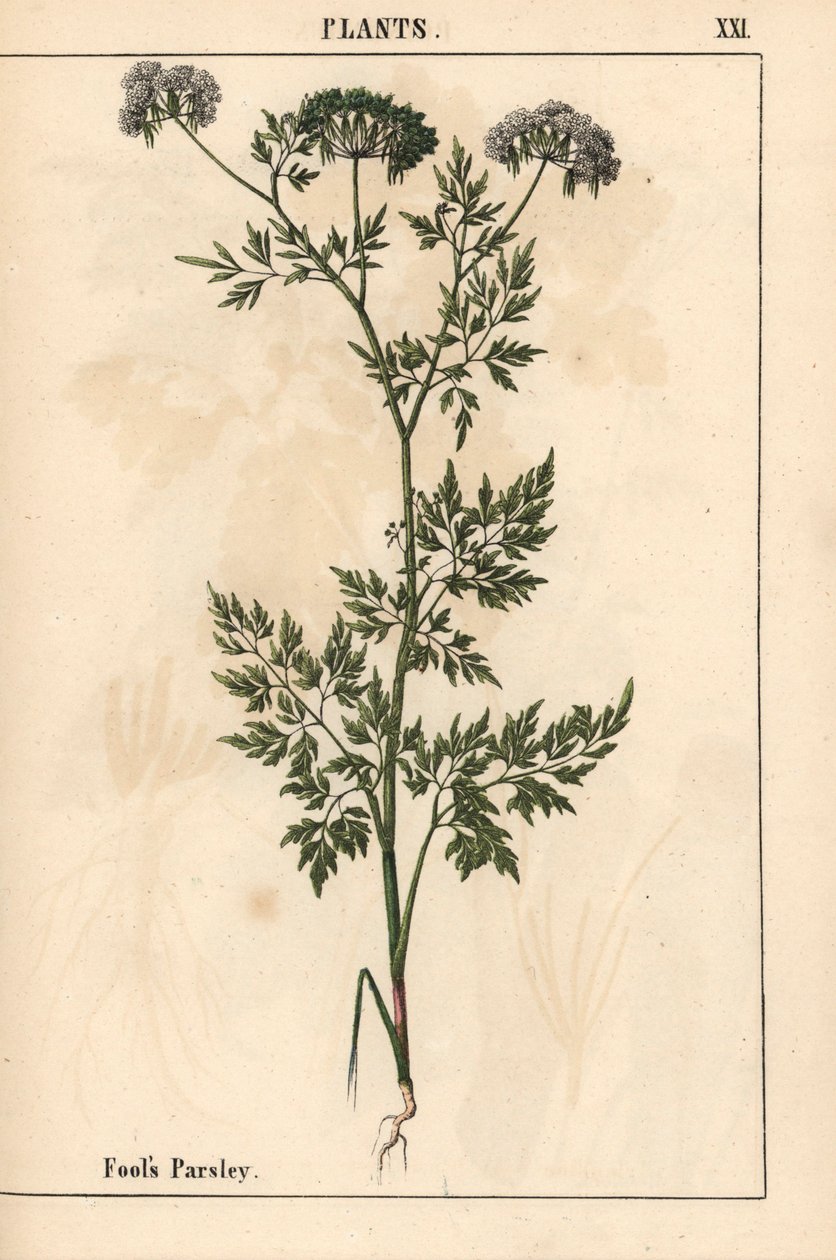 傻瓜欧芹 Aethusa cynapium，选自《教学图画书，或蔬菜世界的课程》，[夏洛特-玛丽-永格]，爱丁堡 作者 英语学校