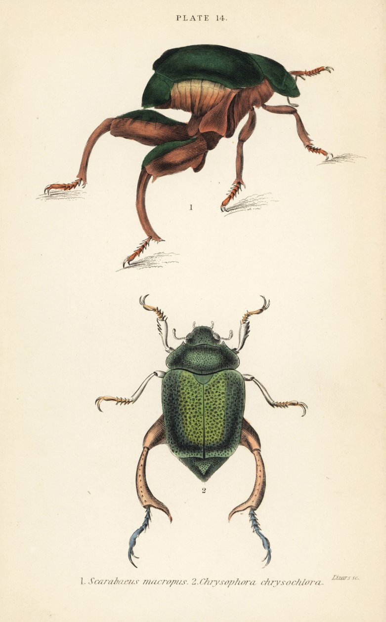 蛙腿甲或袋鼠甲，Sagra papuana 1，以及闪亮的叶蝉甲，Chrysophora chrysochlora 2 作者 英语学校