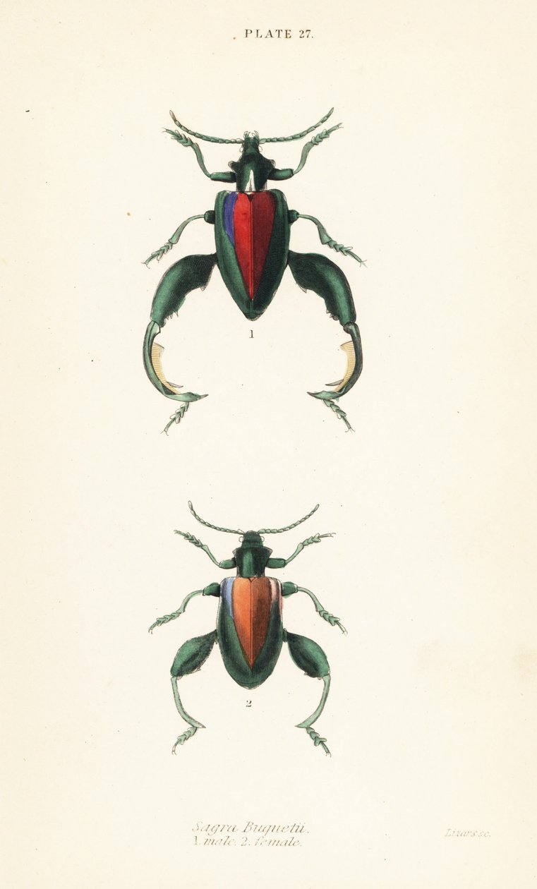 蛙甲虫、蛙腿甲虫或袋鼠甲虫，Sagra buqueti，雄性1只，雌性2只 作者 英语学校