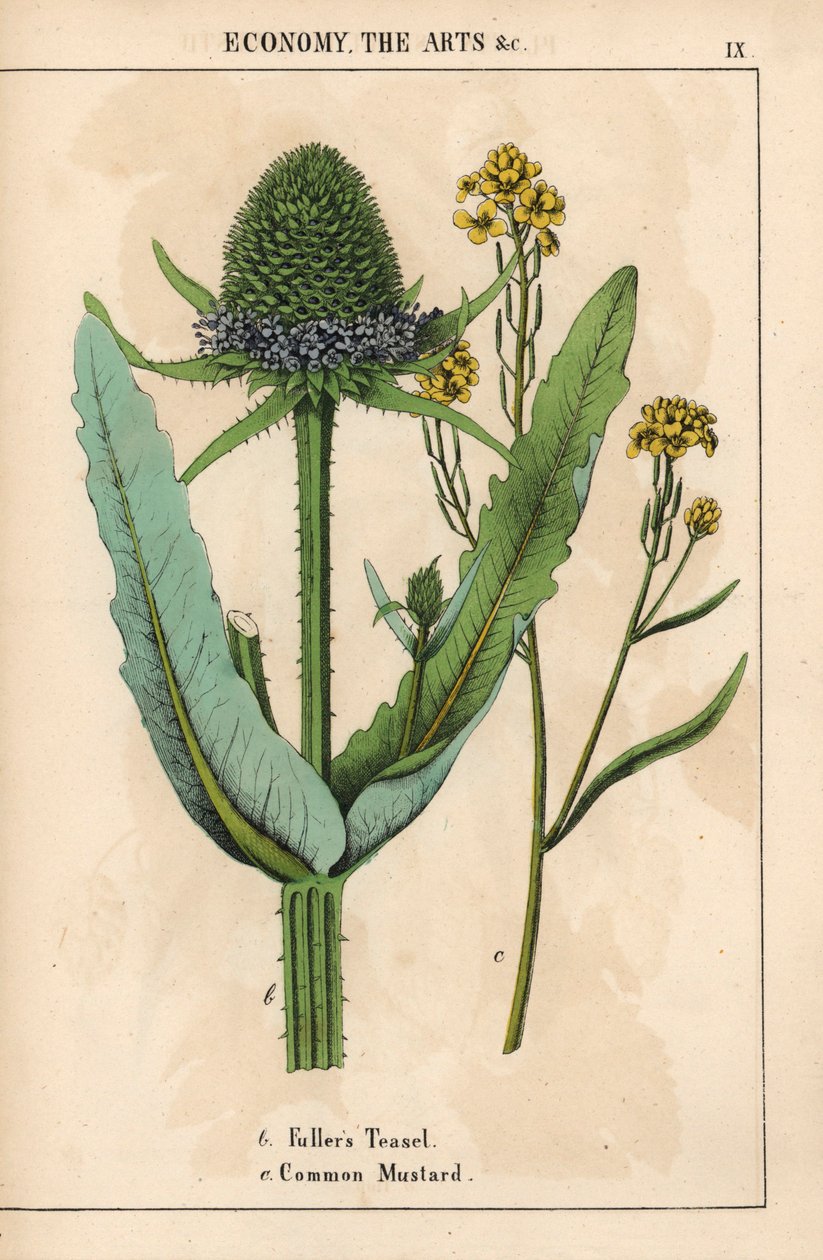 富勒茶藨子或蓟，以及开黄花的普通芥菜，选自《指导画册，或蔬菜世界的课程》，[夏洛特-玛丽-永格]，爱丁堡 作者 英语学校