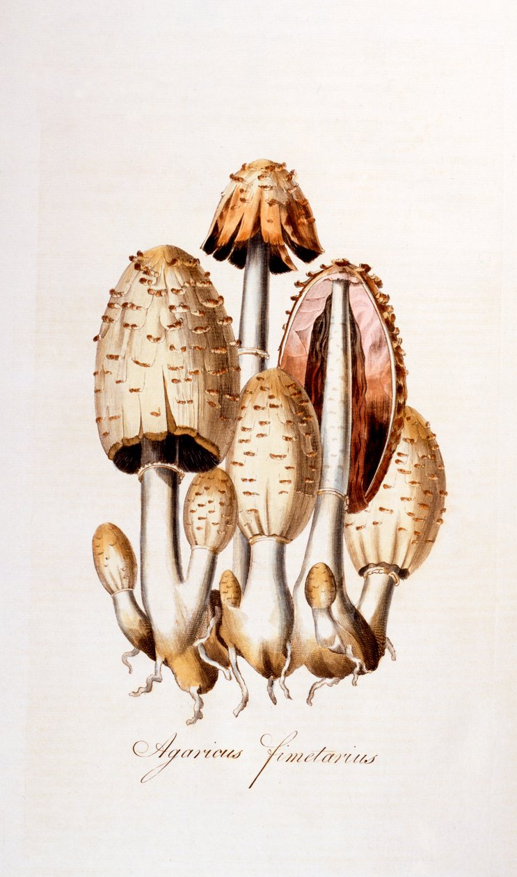 真菌：Agaricus fimelarius [普通墨水帽]，来自Flora Londiniensis [伦敦花卉]的插图作者William Curtis，出版于1777-98（彩色雕刻） 作者 英语学校