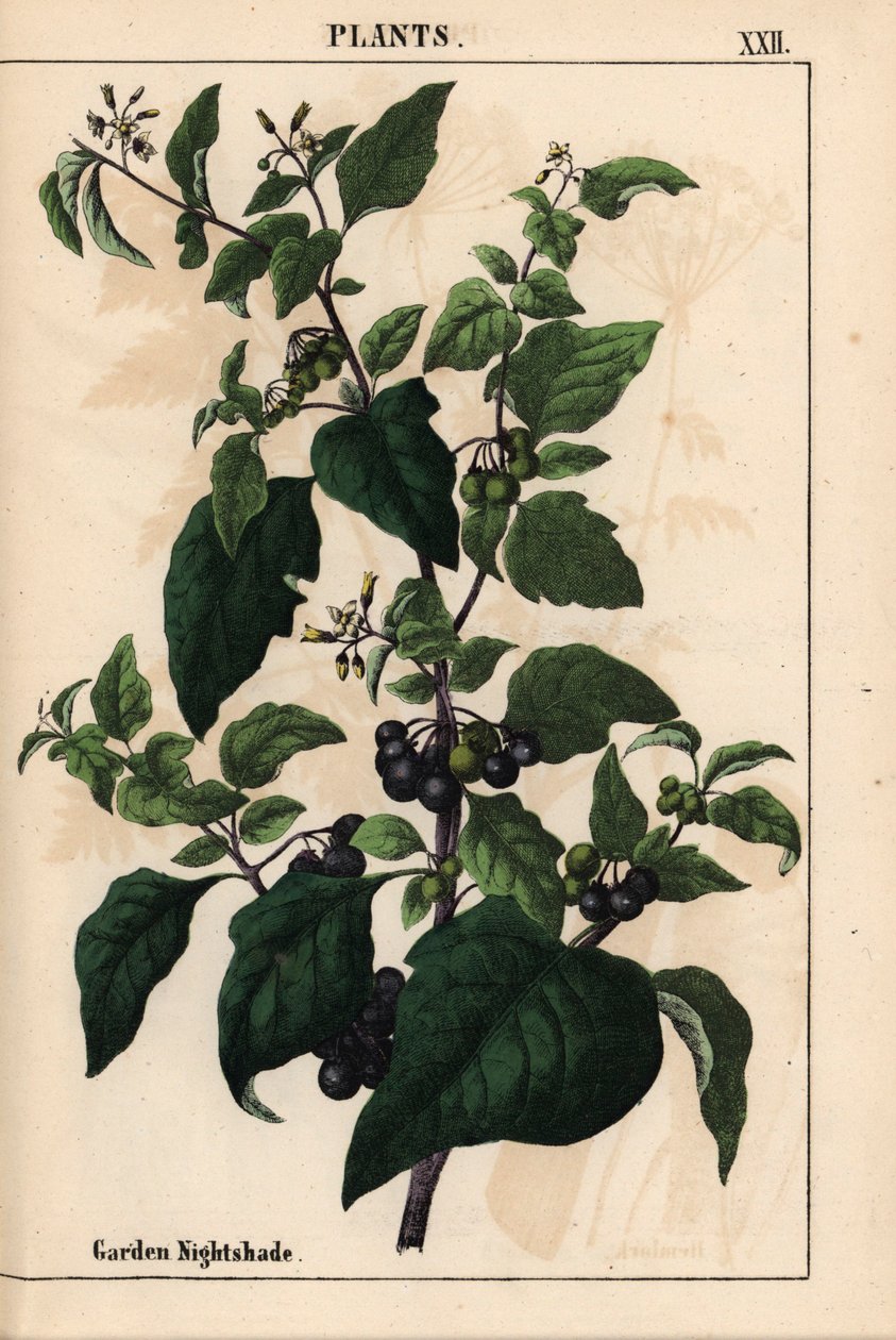 带黑色浆果的花园或黑夜草 Solanum nigrum，摘自《指导画册，或蔬菜世界的课程》，[夏洛特-玛丽-永格]，爱丁堡 作者 英语学校