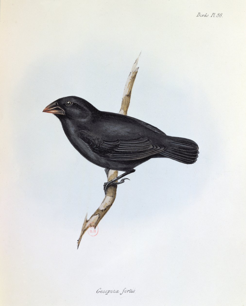 Geospiza Fortis，1832年至1936年HMS Beagle航行动物学的插图，查尔斯达尔文（1809-92），1840年 作者 英语学校