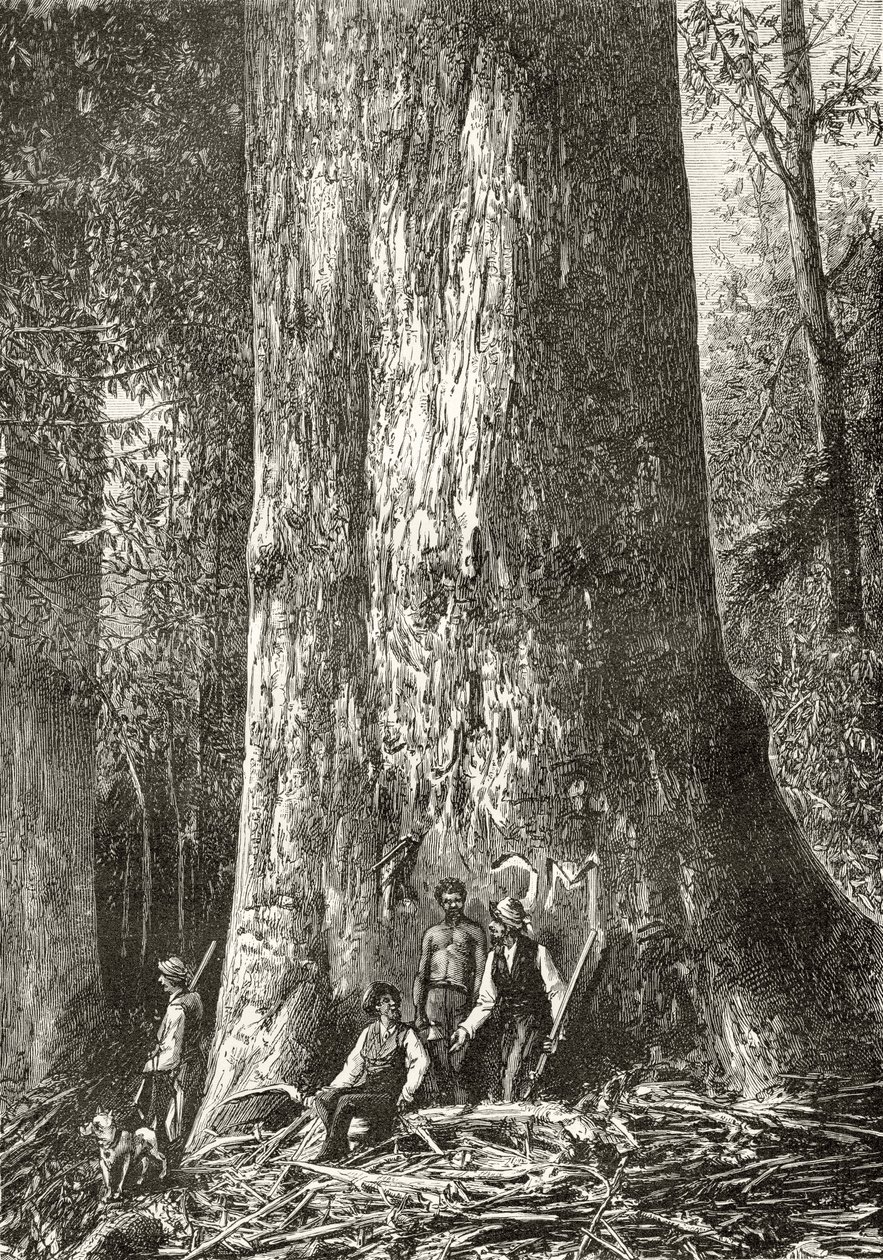 巨型胶树，1880年，来自霍华德威洛比的“澳大利亚图片”，由伦敦宗教学会出版，1886年 作者 英语学校