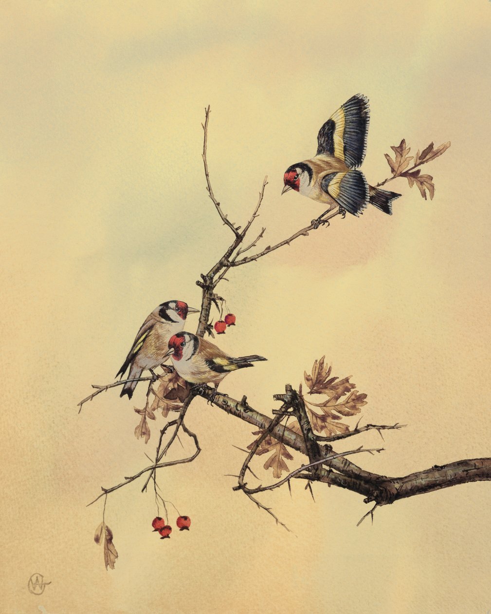 金翅雀，1890年（纸上wc） 作者 英语学校