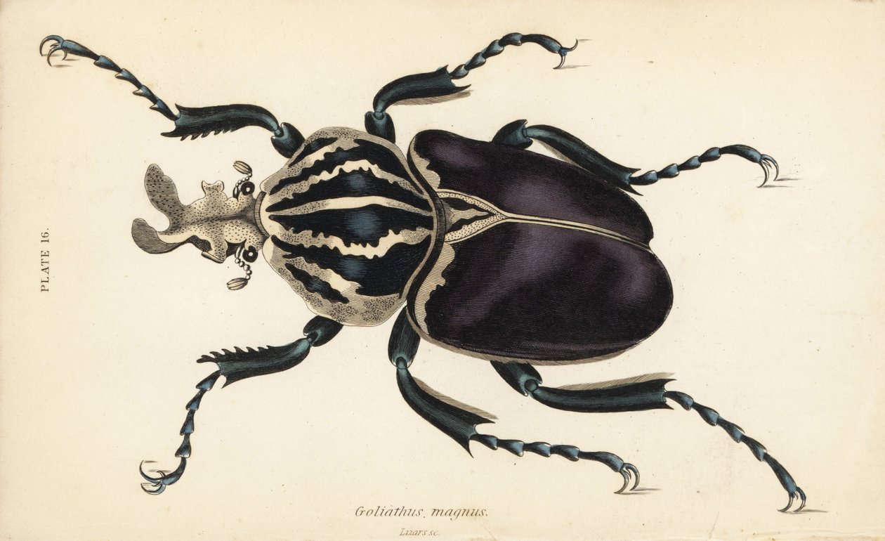 歌利亚甲虫，Goliathus goliatus (Goliathus magnus) 作者 英语学校