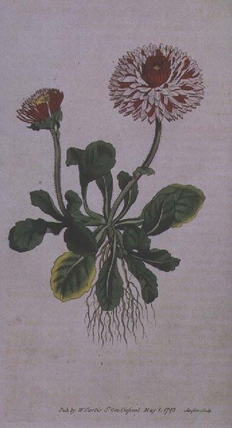 Great Double Daisy (Bellis perennis var. major flore pleno), plate 228 from William Curtis