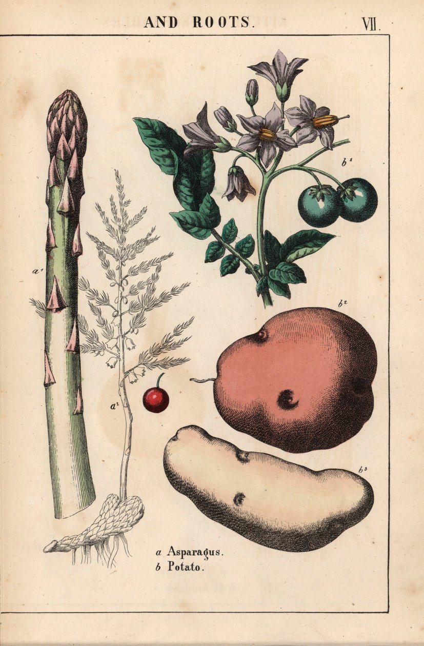 绿芦笋和土豆，选自《教学图画书，或蔬菜世界的课程》，[夏洛特-玛丽-永格]，爱丁堡 作者 英语学校