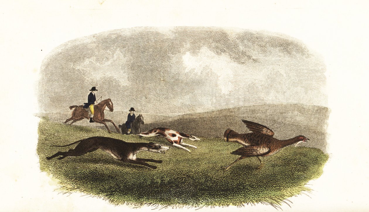Greyhounds chasing a great bustard, Otis tarda, for sport 作者 英语学校