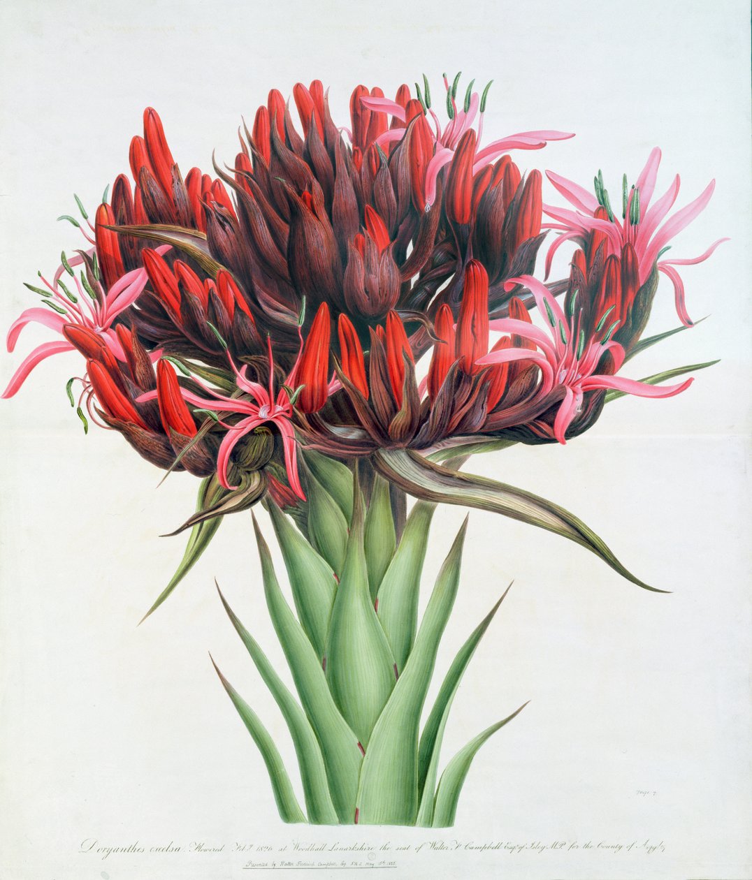 Gymea Lily，1826年（纸上写着） 作者 英语学校