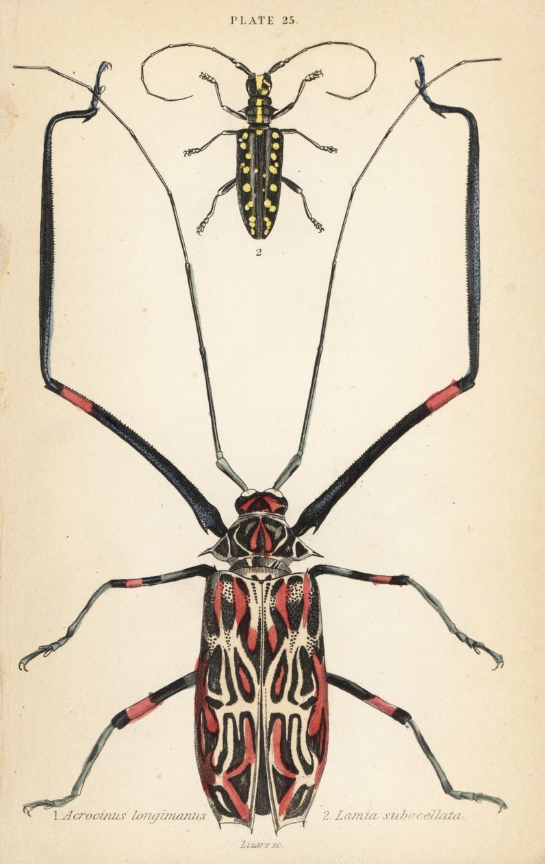 丑角甲虫 Acrocinus longimanus 1 和平面长角甲虫 Taeniotes subocellatus 2 作者 英语学校