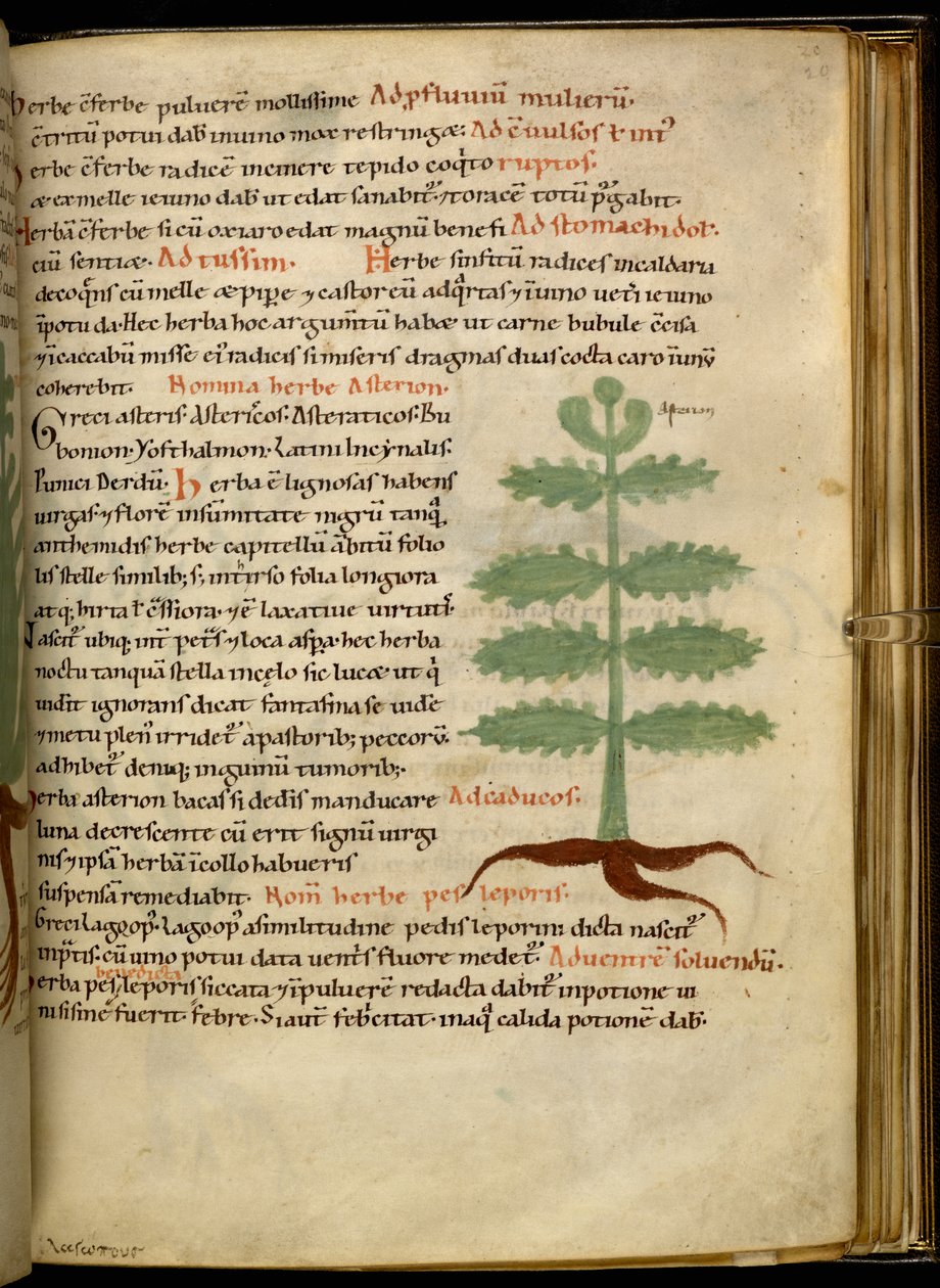 Harley 4986 fol.20 The Herb Asterion（牛皮纸） 作者 英语学校
