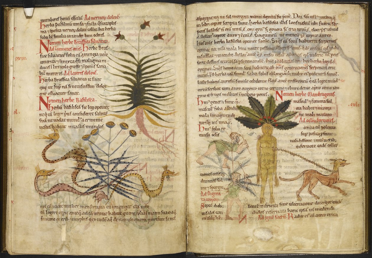 哈雷 MS 5294 第 42v 页至第 43r 页 "Pseudo-Apuleius Complex "中关于草药的页面（牛皮纸上的墨水和色彩） 作者 英语学校