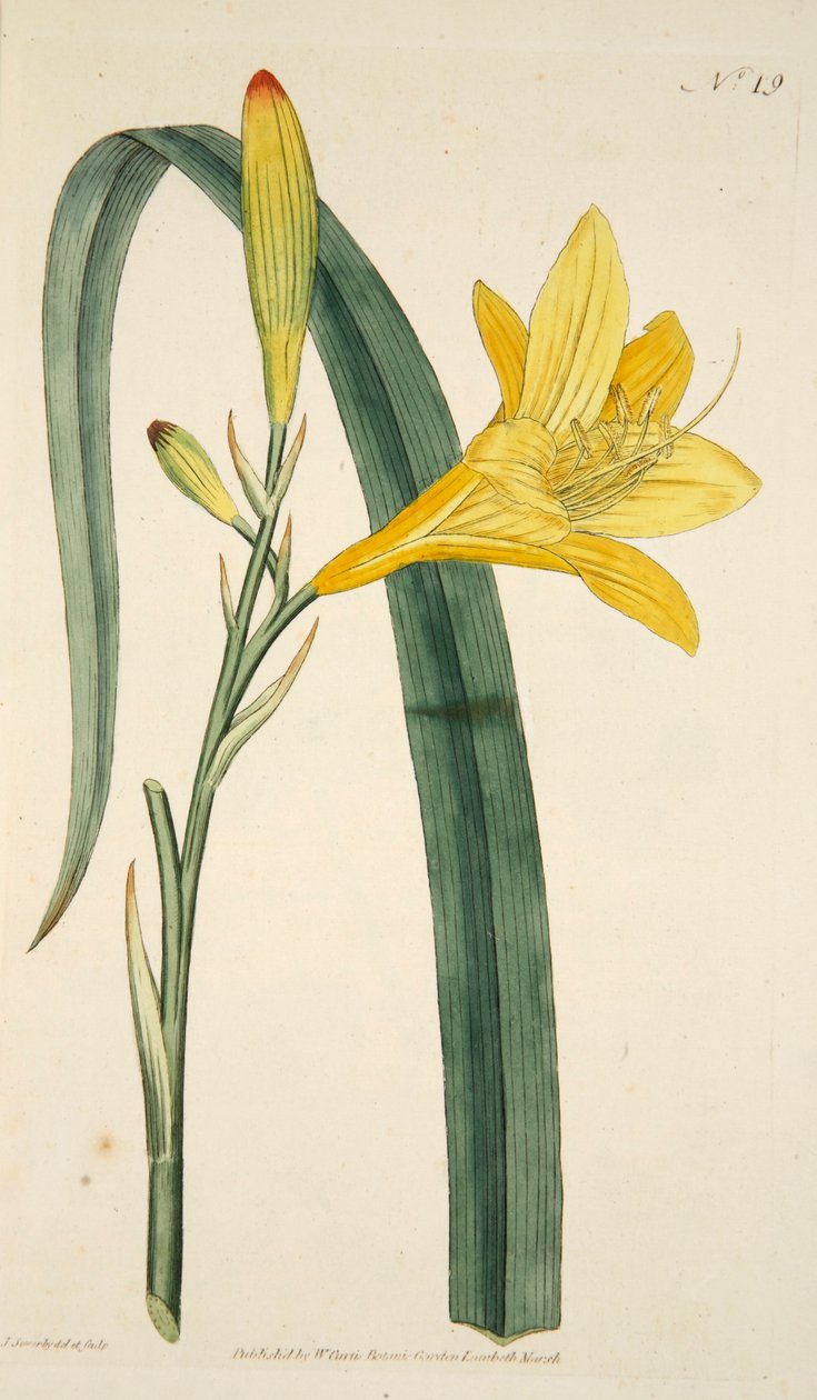 Hemerocallis Flava黄色日百合，出版。1796年手绘版画。 作者 英语学校