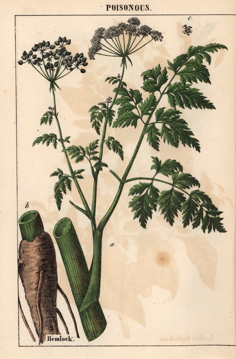 铁杉，选自爱丁堡《图画书教程，或蔬菜世界的课程》[夏洛特-玛丽-永格]。 作者 英语学校