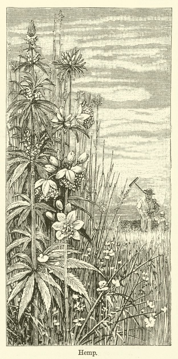 大麻（雕刻） 作者 英语学校