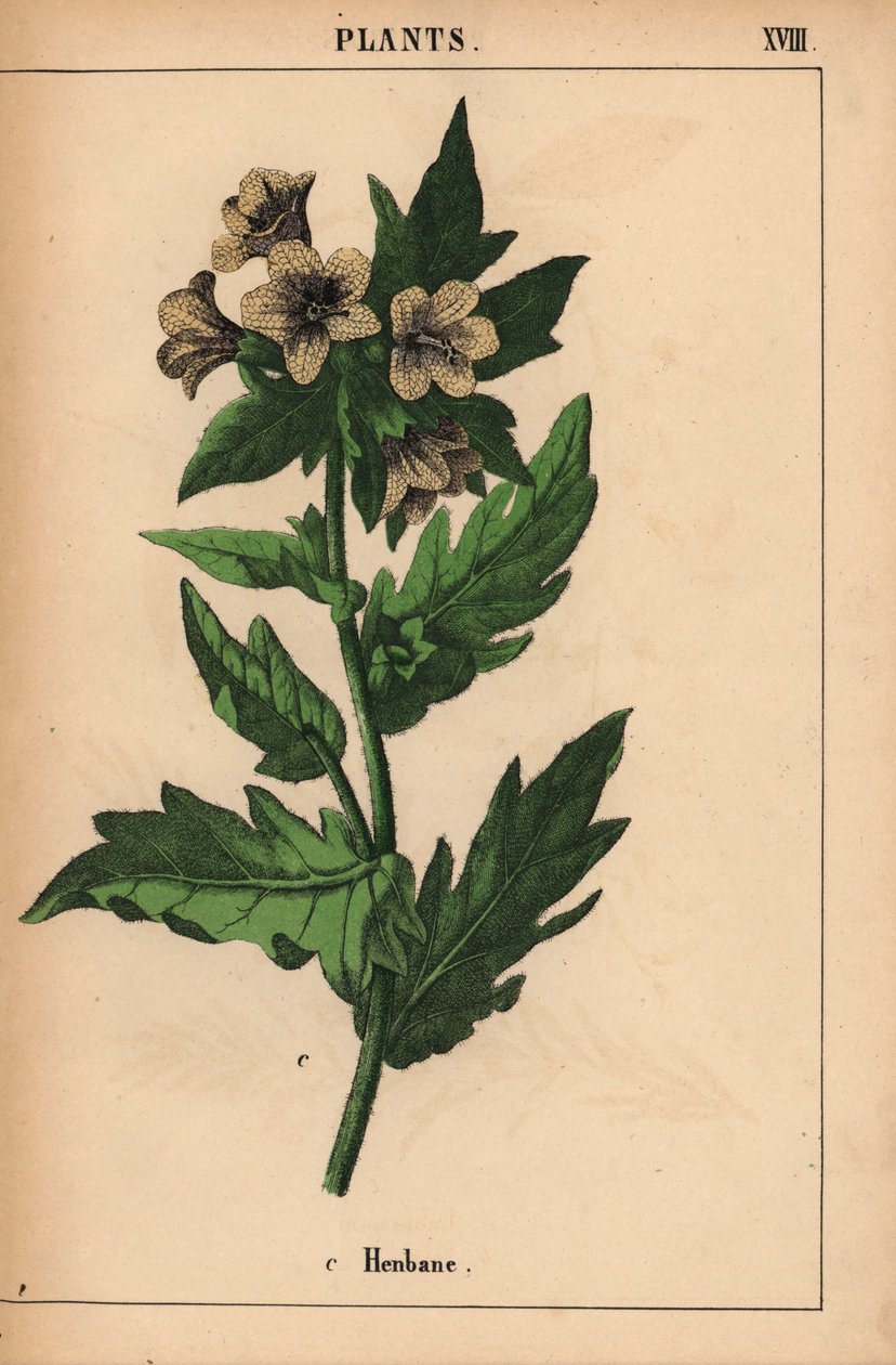 Henbane，选自《教学图画书，或蔬菜世界的课程》，[夏洛特-玛丽-永格]，爱丁堡 作者 英语学校
