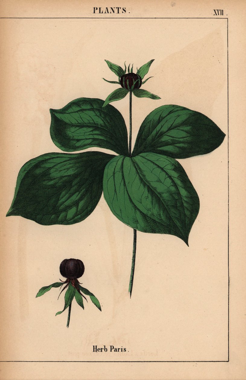 香草巴黎，选自《教学图画书，或蔬菜世界的课程》，[夏洛特-玛丽-永格]，爱丁堡 作者 英语学校