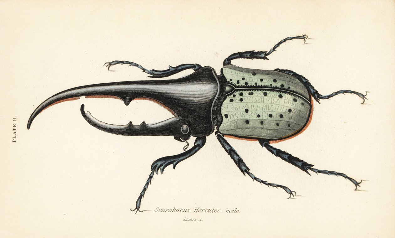 大力士甲虫，雄性，Dynastes hercules, Scarabaeus hercules 作者 英语学校