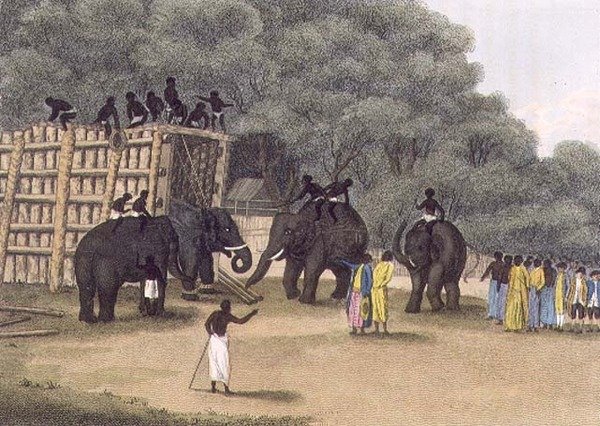 Hindoo Elephant Trap，由Edward Orme出版。 作者 英语学校