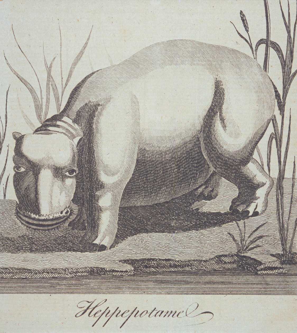Hippopotamus，来自The Gentlemans Magazine，于1772年12月出版 作者 英语学校