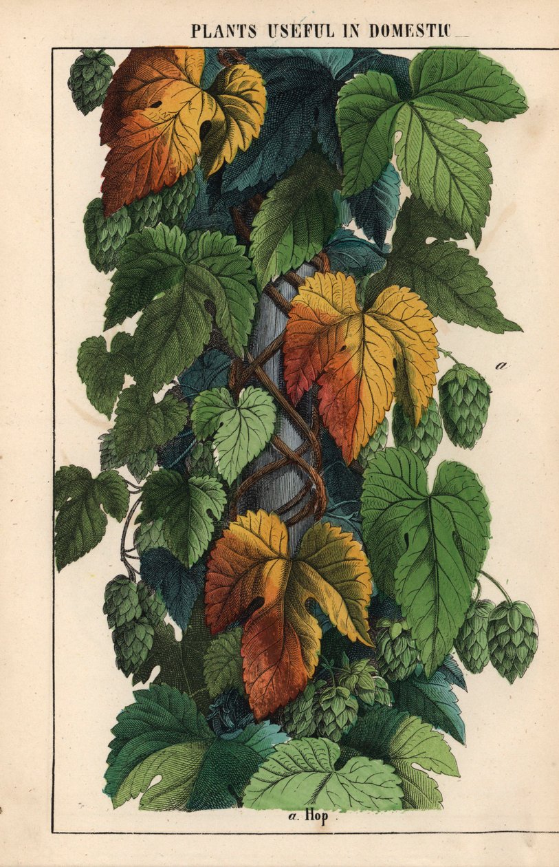 带绿色果实的啤酒花，选自《教学图画书，或蔬菜世界的课程》，[夏洛特-玛丽-永格]，爱丁堡 作者 英语学校