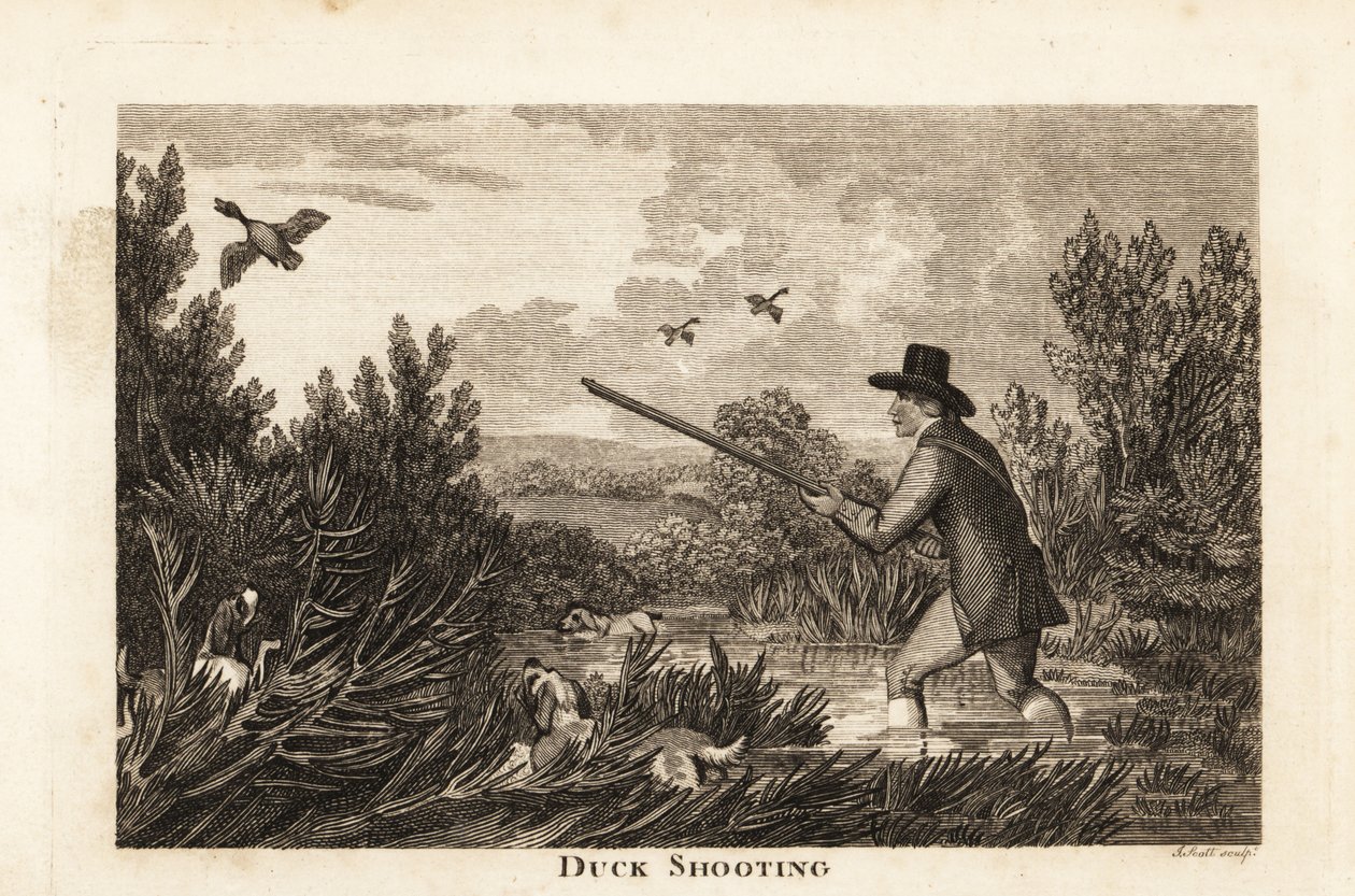 Hunter with water spaniels shooting wild ducks in the marshes 作者 英语学校