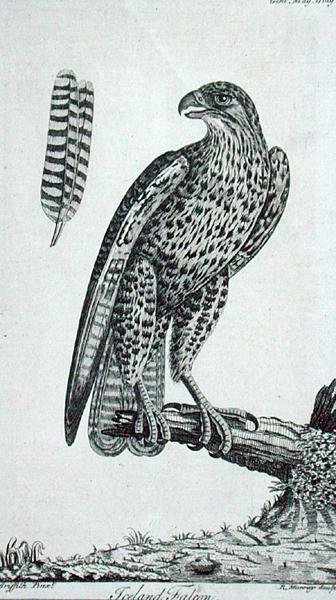 冰岛猎鹰（Falcon Rusticolus），来自《绅士杂志》，1771年7月（雕刻）。 作者 英语学校